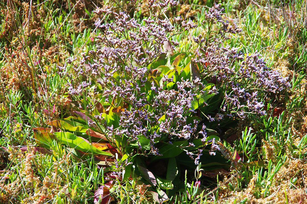 Lavender in the sun