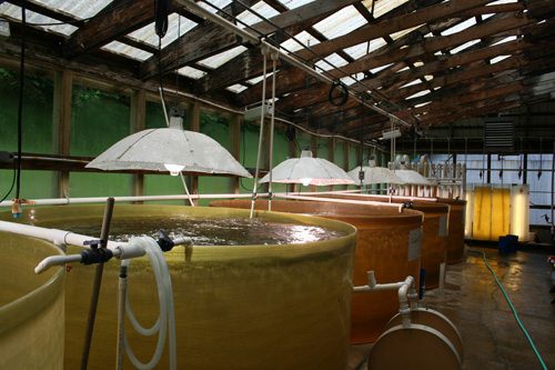 Whiskey Creek Shellfish Hatchery
