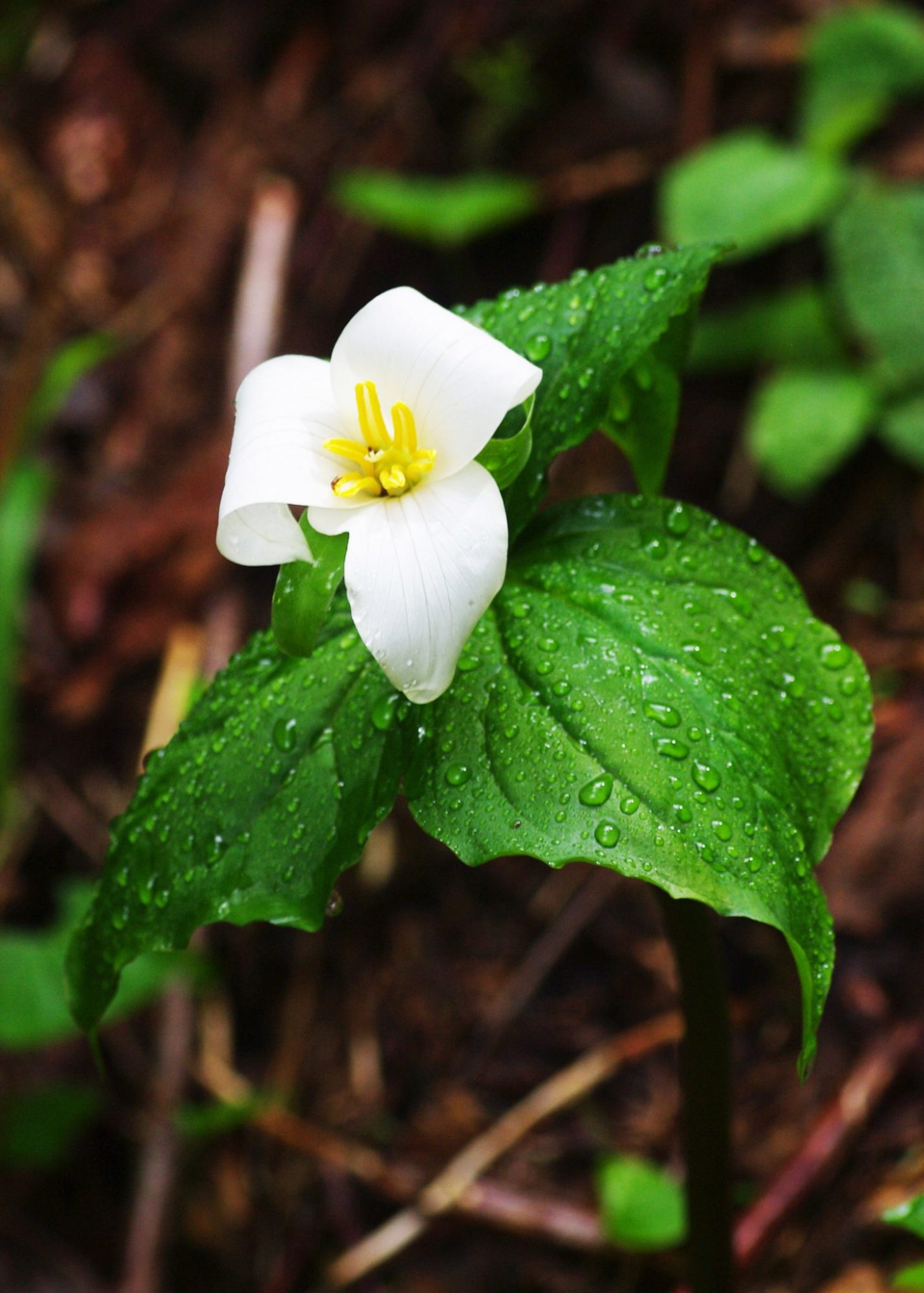Western Trillium or Wakerobin on Mt. Hebo