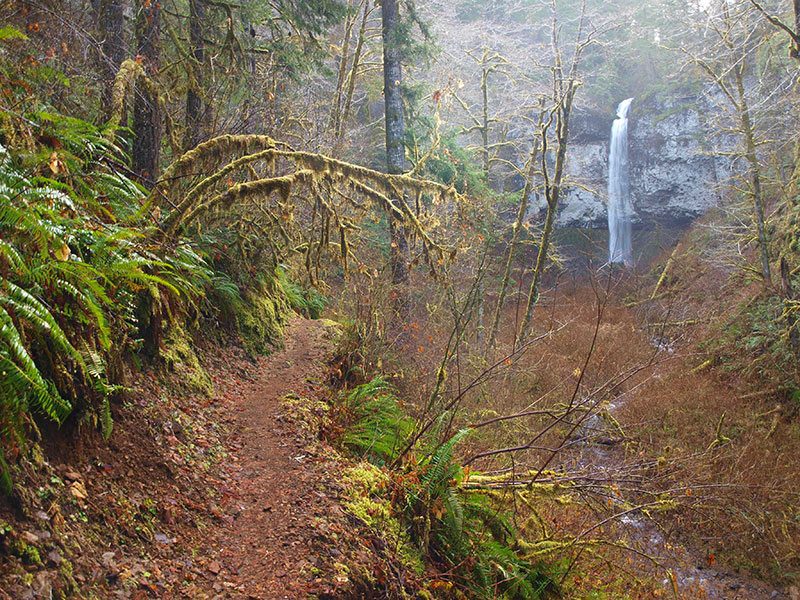 View through the woods of Pheasant Creek Falls in Tillamook County