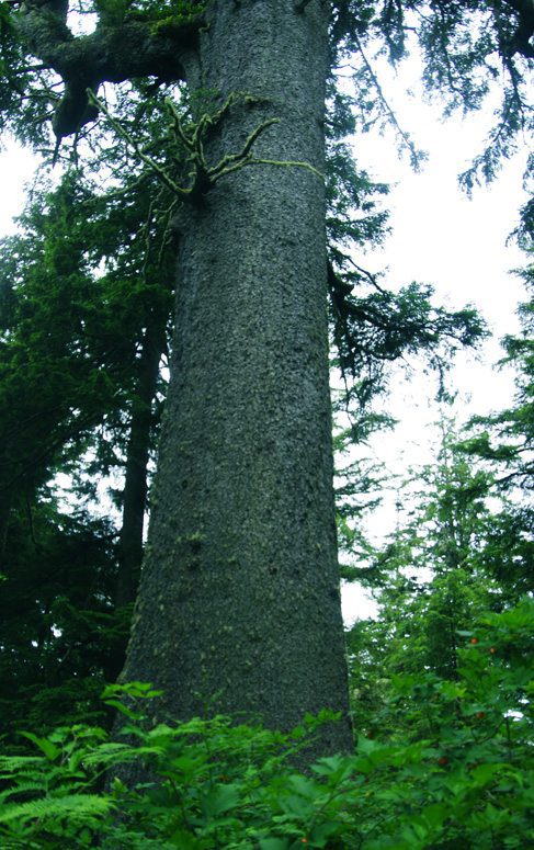 800-foot Sitka Spruce