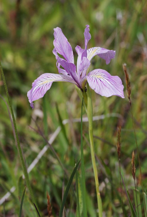 Oregon Iris Mt. Hebo