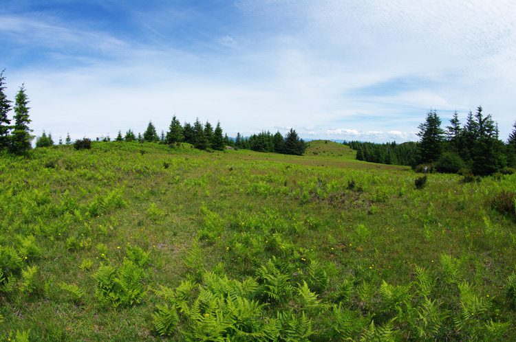 Mt. Hebo meadow