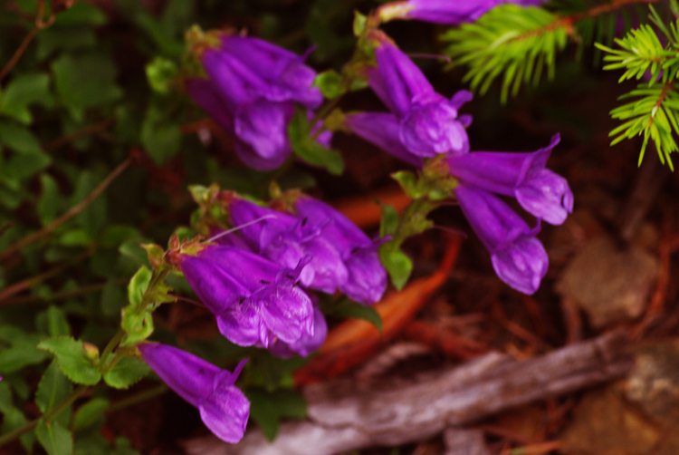 Cardwell’s Penstemon