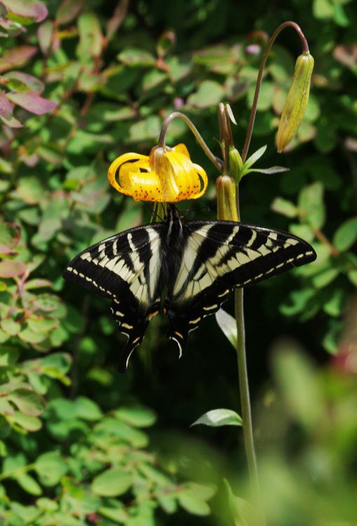 Pale Tiger Swallowtail