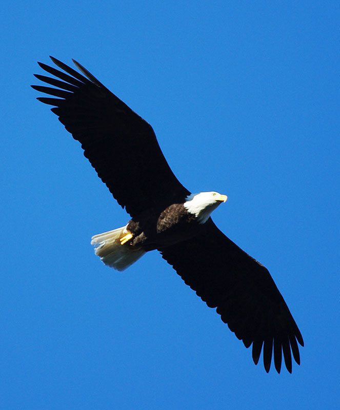 Bald Eagle