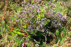 Lavender in the sun