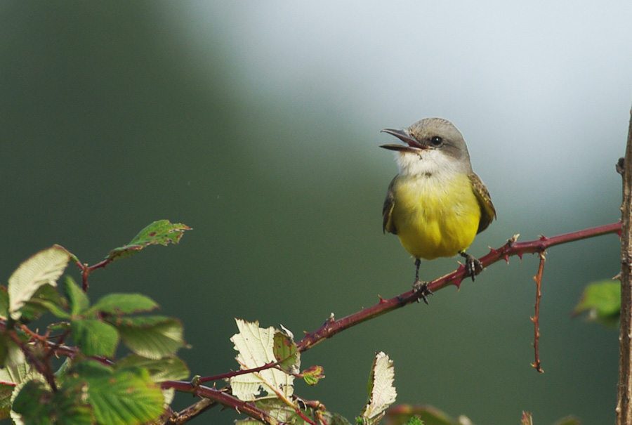 Tropical Kingbird