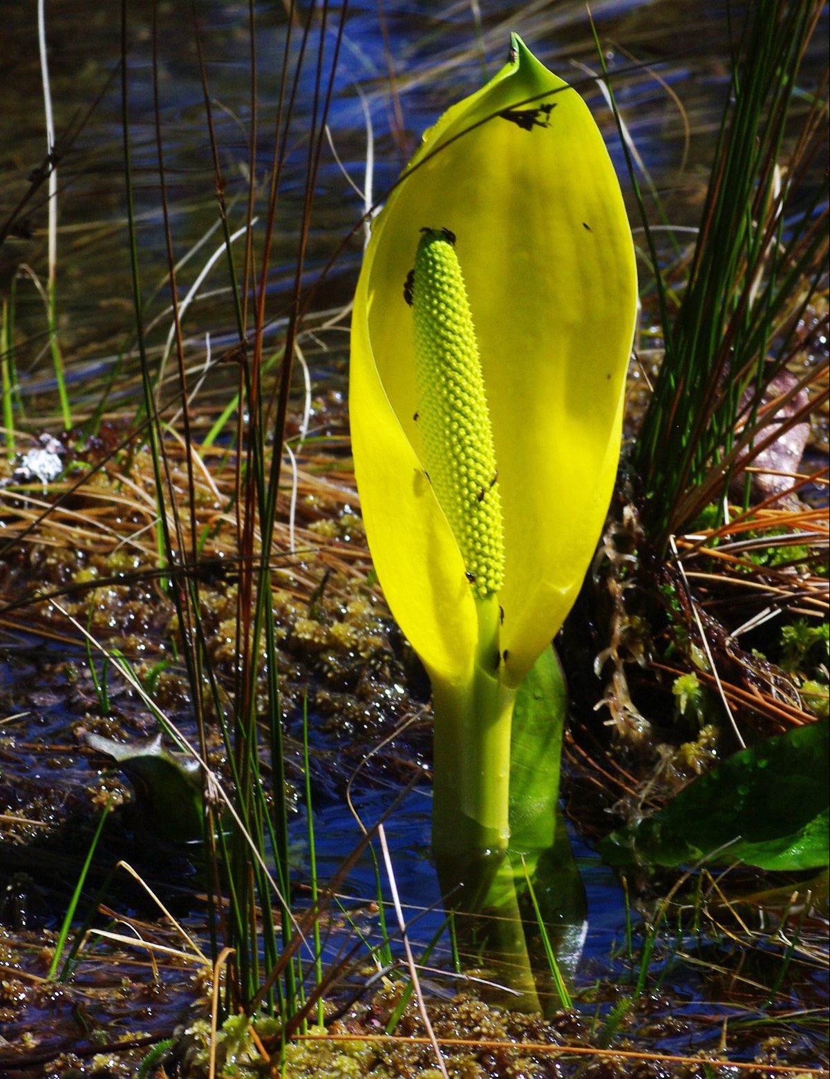 Skunk cabbage in a marsh