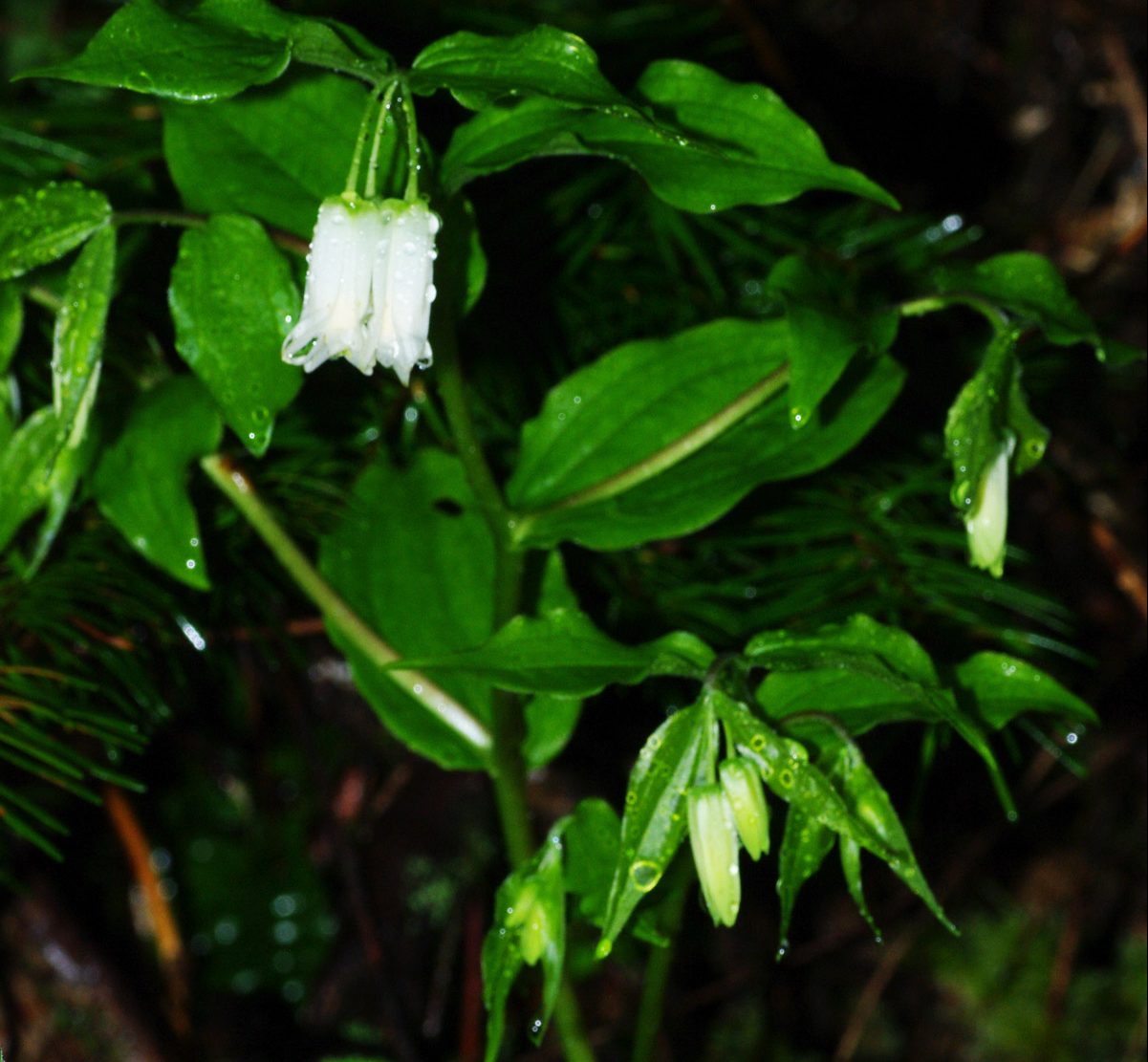 White flower bud