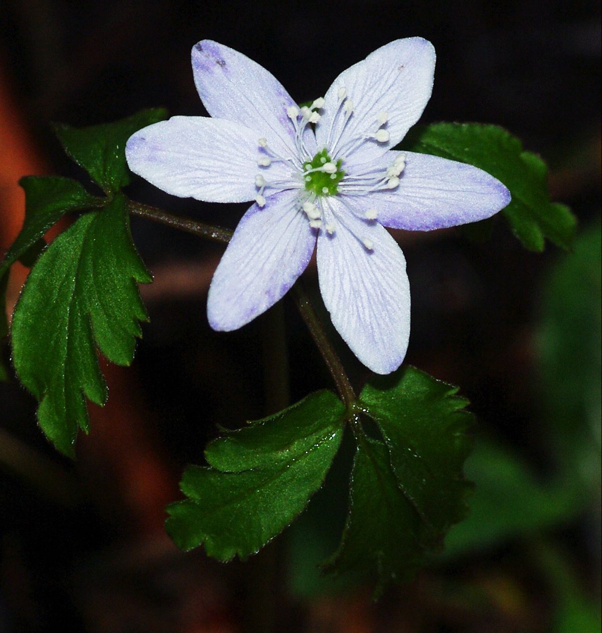 Big white flower with six petals, on Mt. Hebo