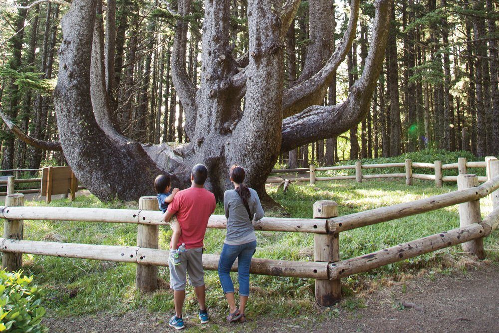 Octopus Tree Cape Meares