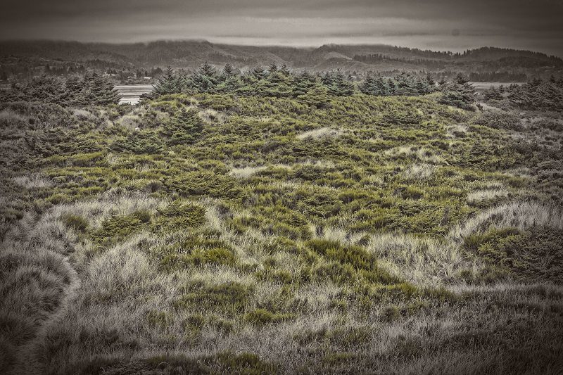 Long stretch of grass and trees