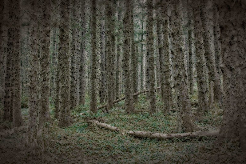 Forest undergrowth near Tillamook, Oregon.
